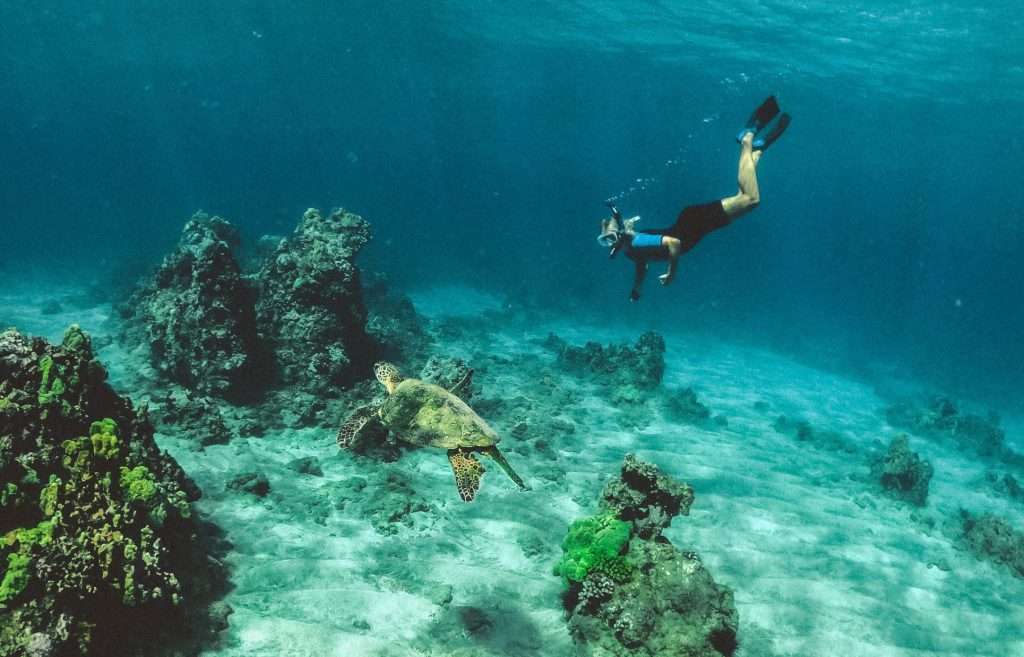 Snorkeling underwater with a Green Turtle