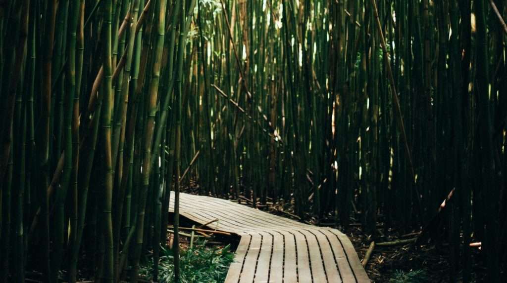 Bamboo forest along the Pipiwai Trail