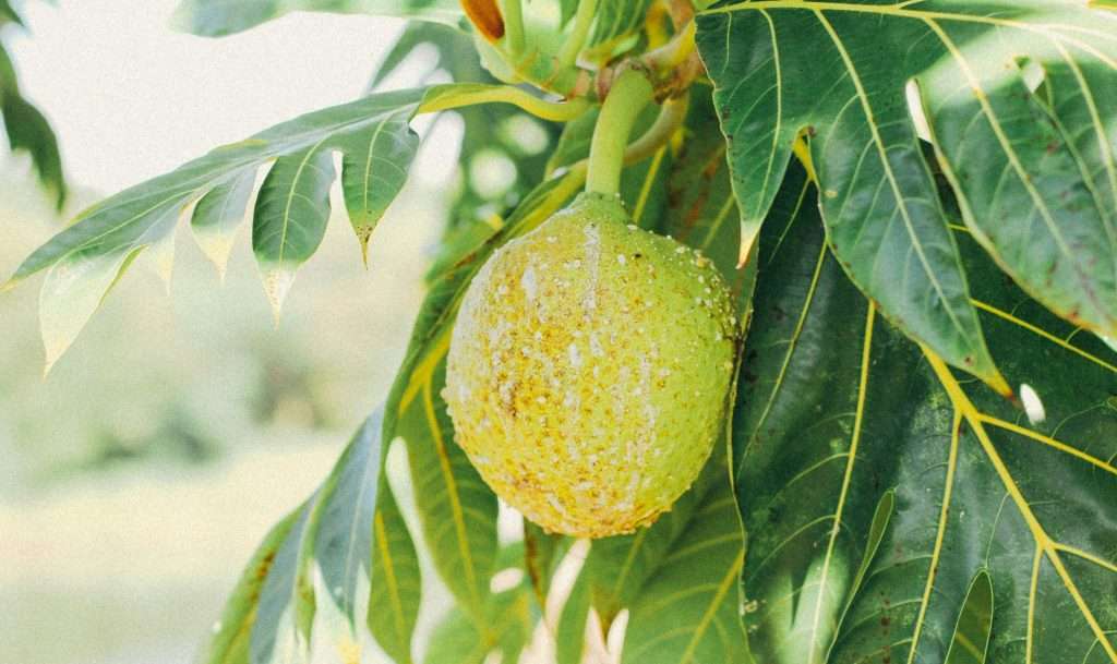 A Breadfruit growing on a vine lush and green