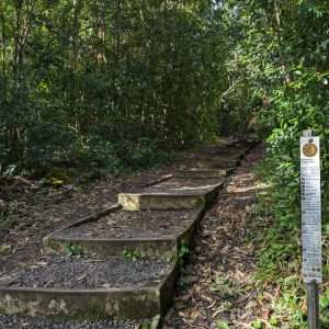 Start of the Wikamoi Ridge Trail with trail sign