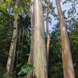 Rainbow Eucalyptus trees at the Keanae Arboretum in Maui on the Road to Hana